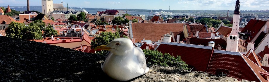 Ii Liike Tallinn? Doo&nbsp;Yoouu?