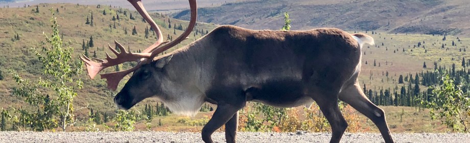 Ungulates of Denali