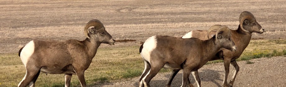Ewe Got Big&nbsp;Horns