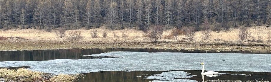 A Souvenir from&nbsp;Egilsstaðir