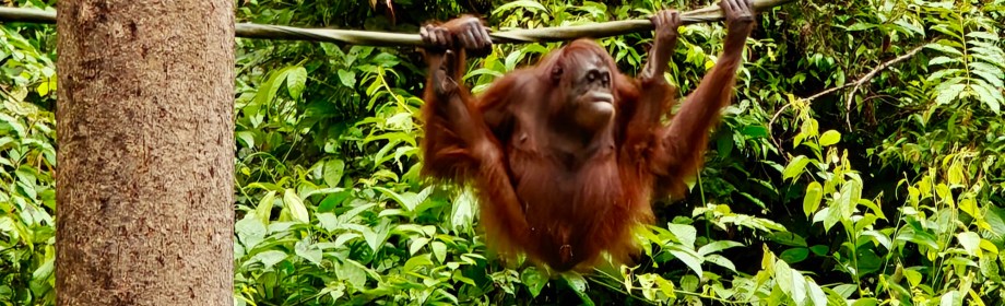 Orang Utan