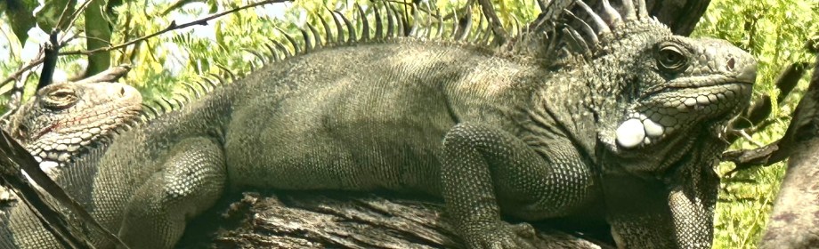 Bonaire’s Washington-Slagbaai National&nbsp;Park